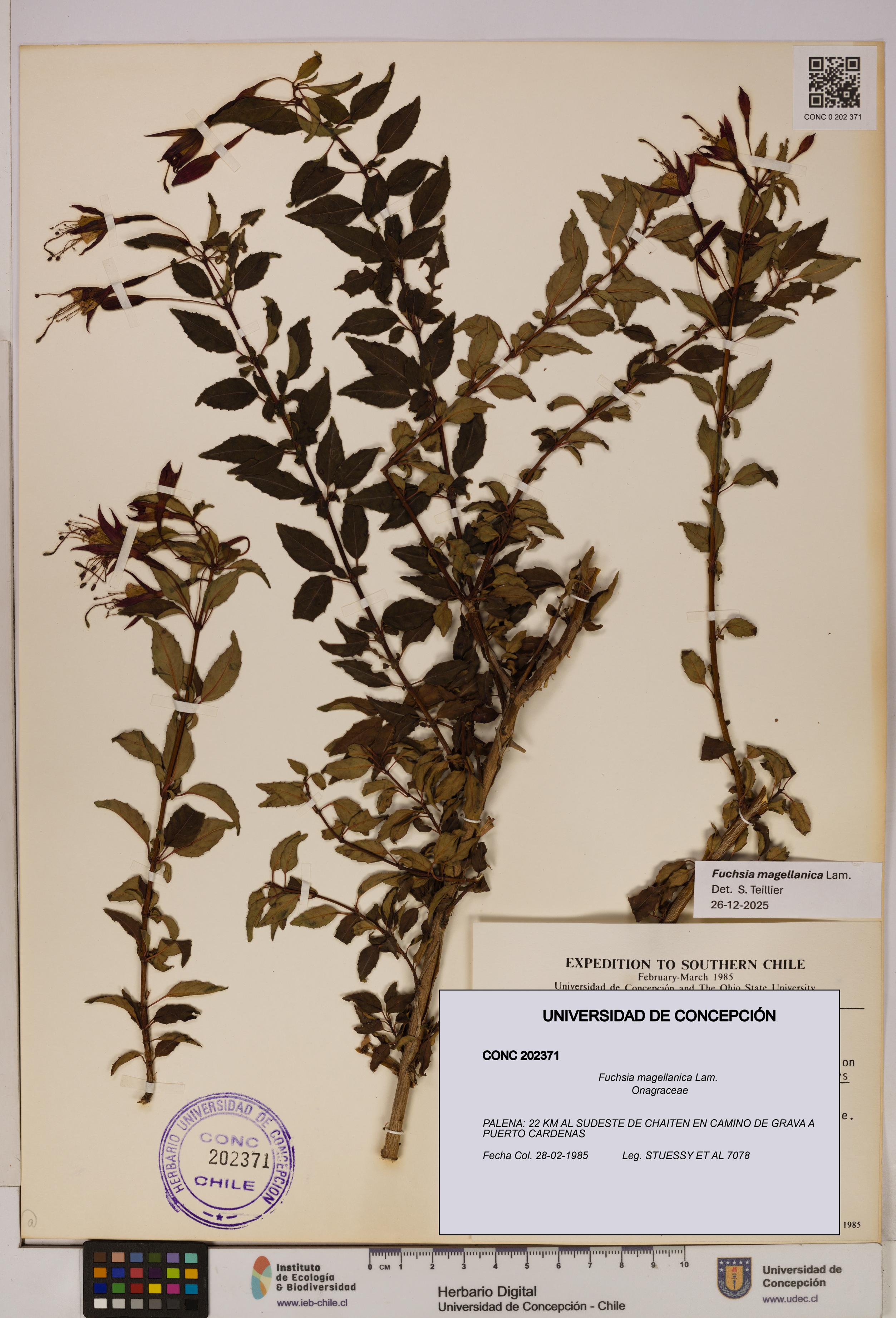 Fuchsia magellanica [Espécimen: UDEC:CONC:0202371]
