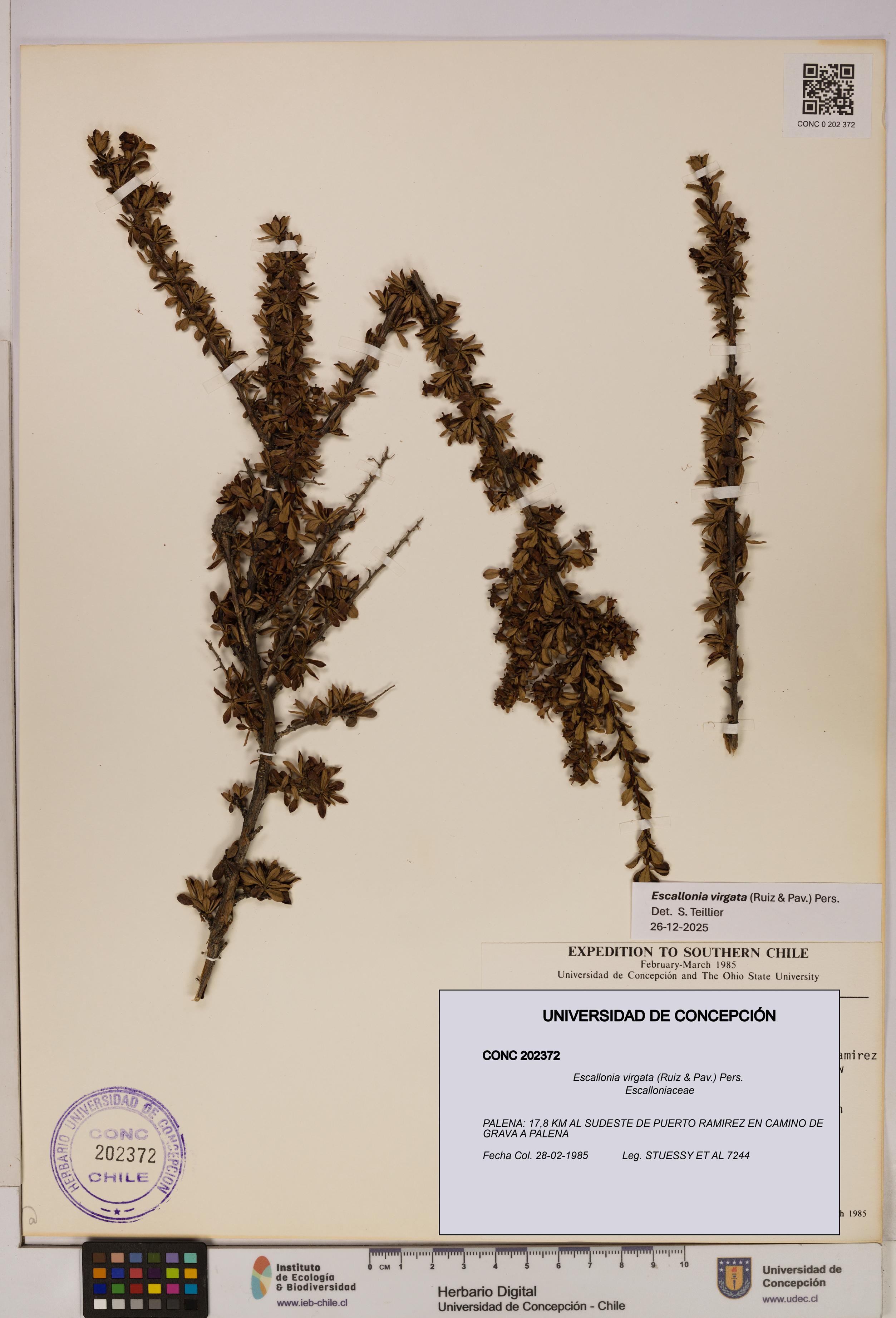 Escallonia virgata [Espécimen: UDEC:CONC:0202372]