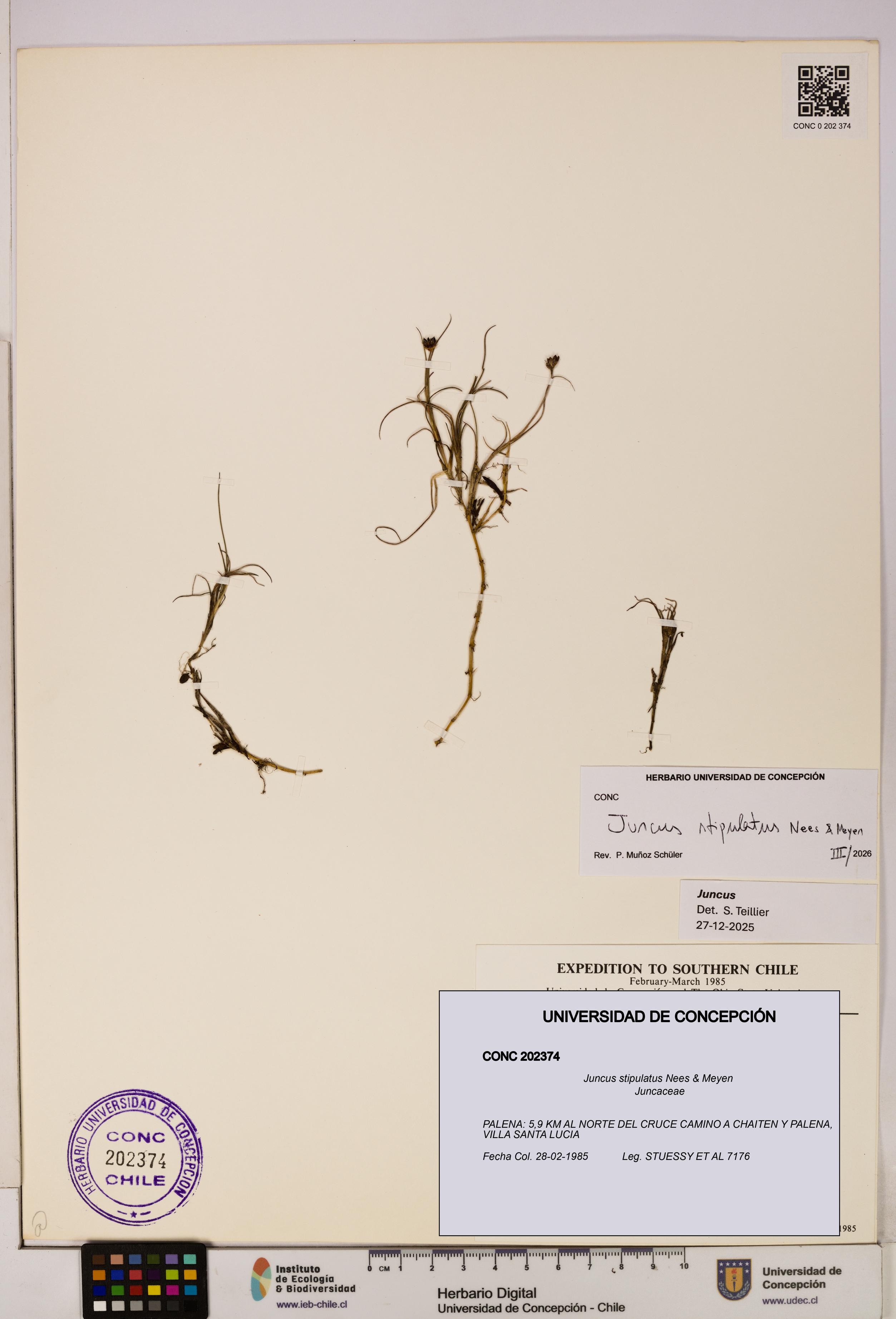 Juncus stipulatus [Espécimen: UDEC:CONC:0202374]