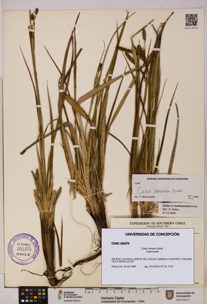 Carex darwinii [Espécimen: UDEC:CONC:0202375]