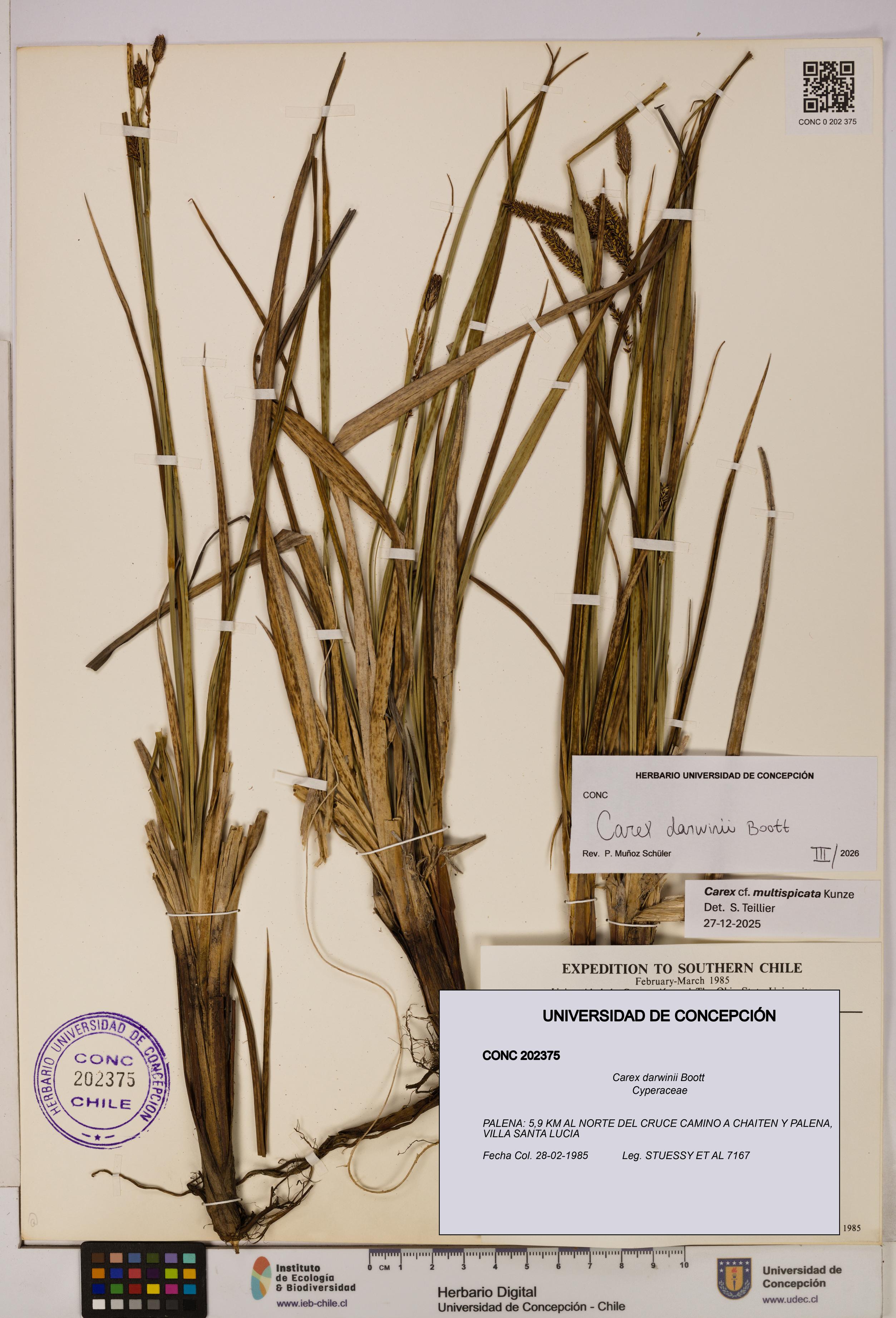 Carex darwinii [Espécimen: UDEC:CONC:0202375]