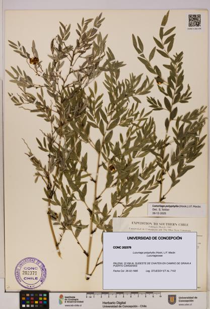 Luzuriaga polyphylla [Espécimen: UDEC:CONC:0202376]