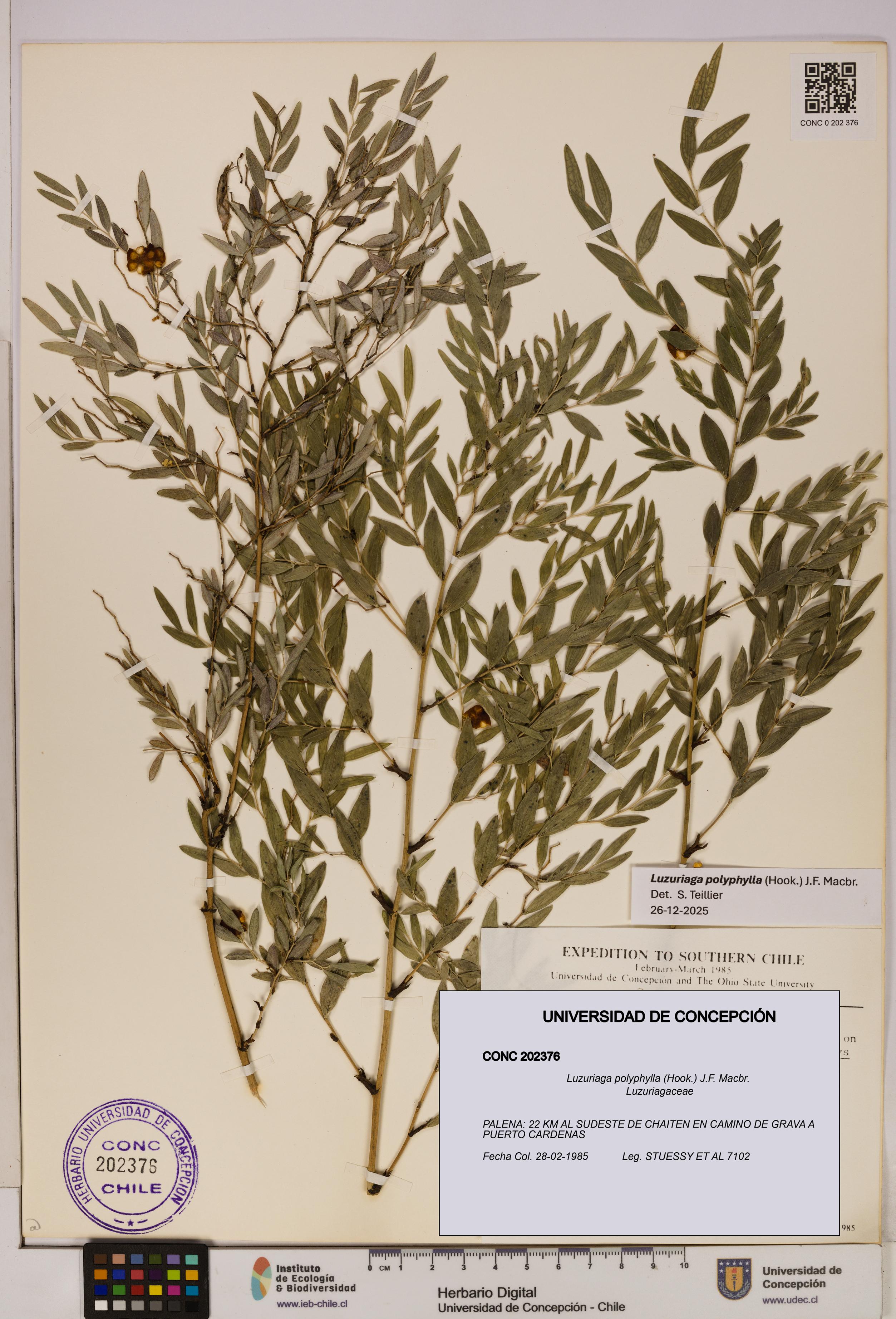 Luzuriaga polyphylla [Espécimen: UDEC:CONC:0202376]