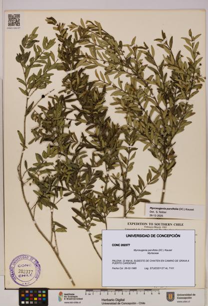 Myrceugenia parvifolia [Espécimen: UDEC:CONC:0202377]