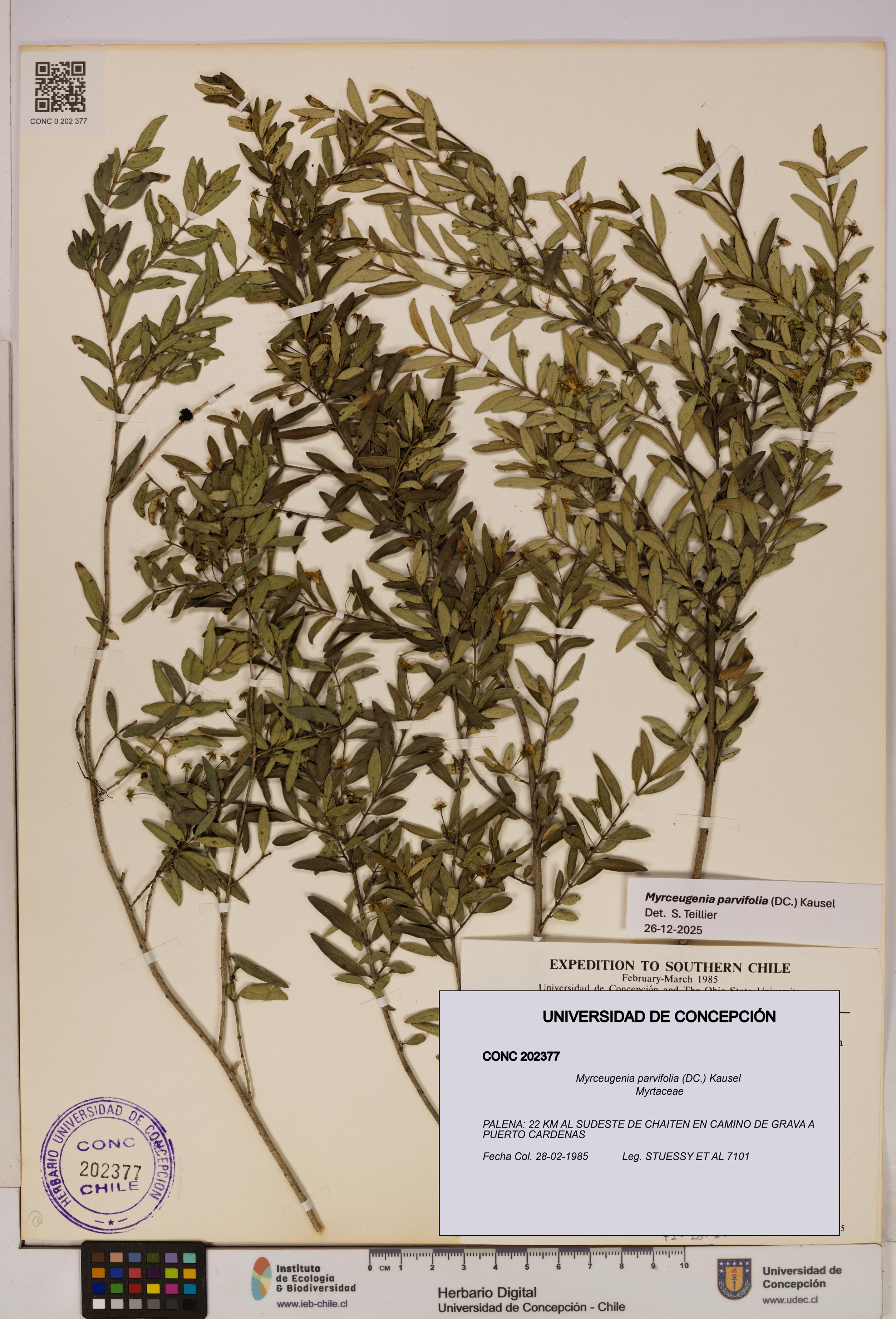 Myrceugenia parvifolia [Espécimen: UDEC:CONC:0202377]
