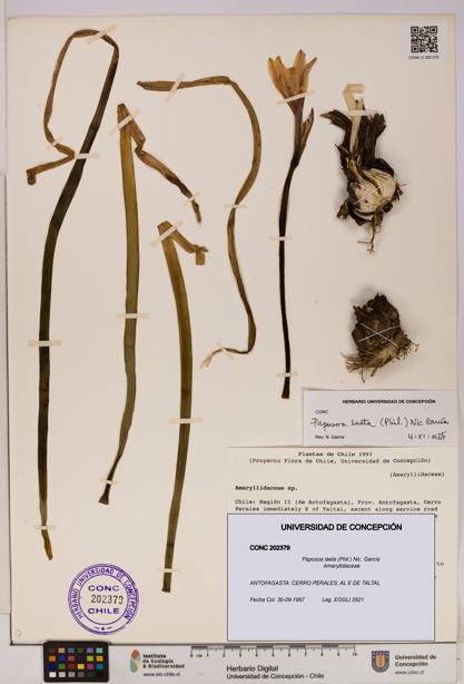 Paposoa laeta [Espécimen: UDEC:CONC:0202379]