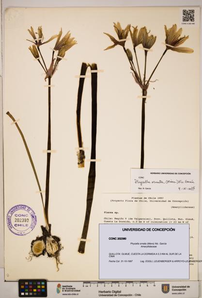 Phycella ornata [Espécimen: ]