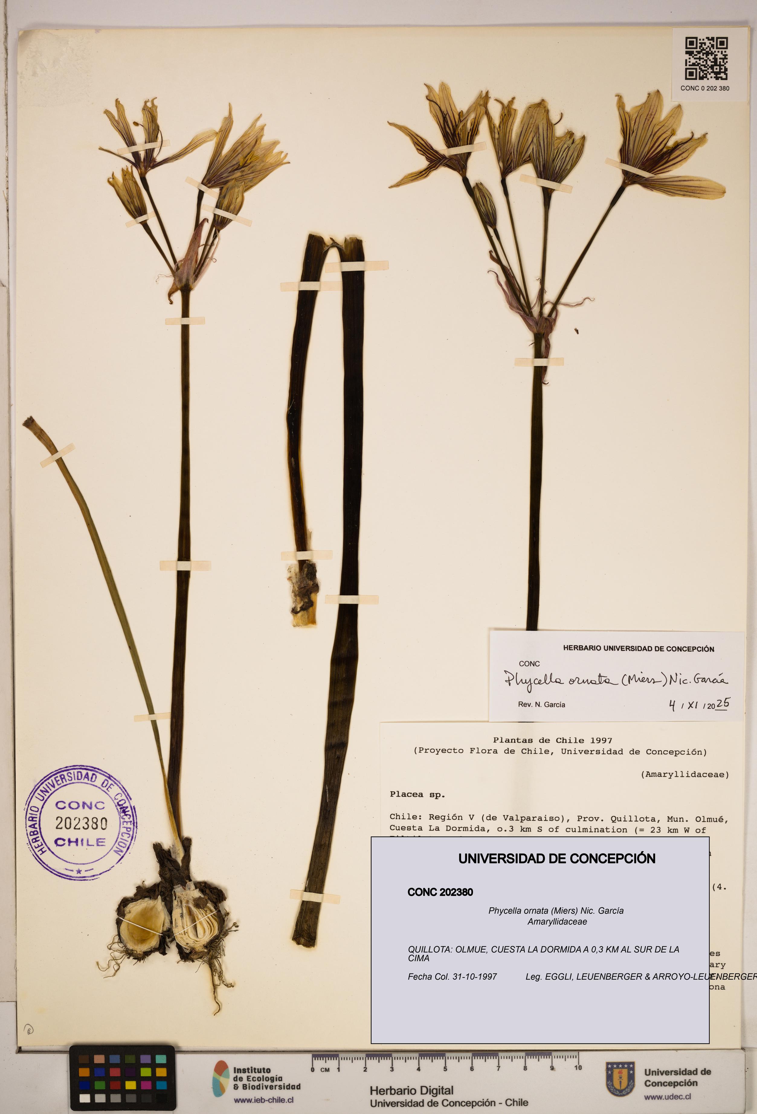 Phycella ornata [Espécimen: ]