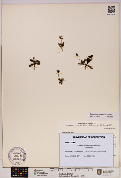 Cistanthe cymosa [Espécimen: UDEC:CONC:0202381]
