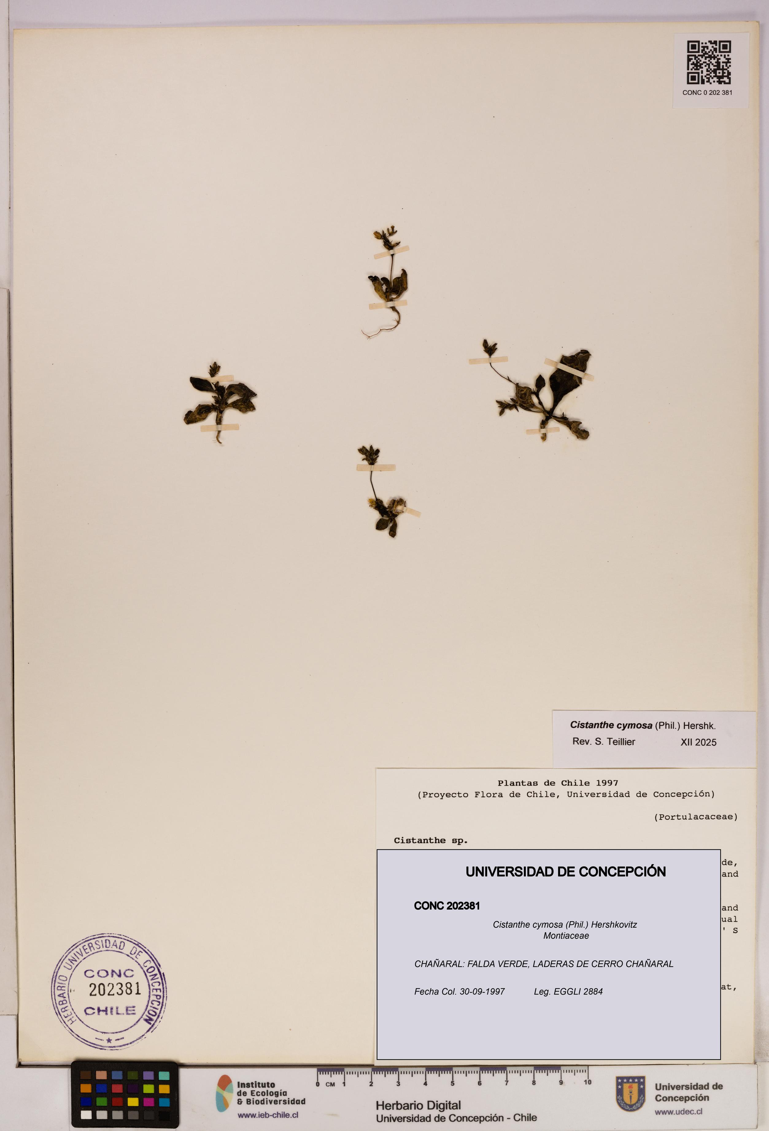 Cistanthe cymosa [Espécimen: UDEC:CONC:0202381]