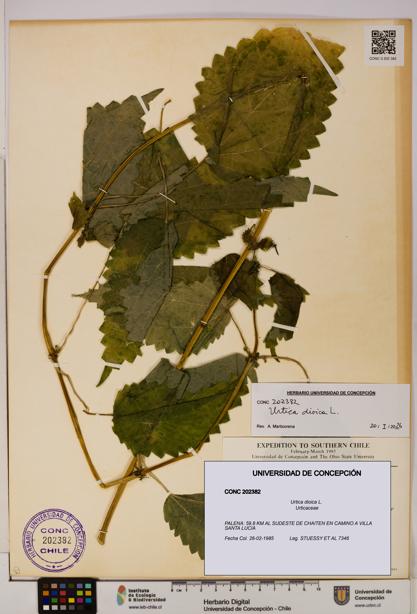 Urtica dioica [Espécimen: UDEC:CONC:0202382]