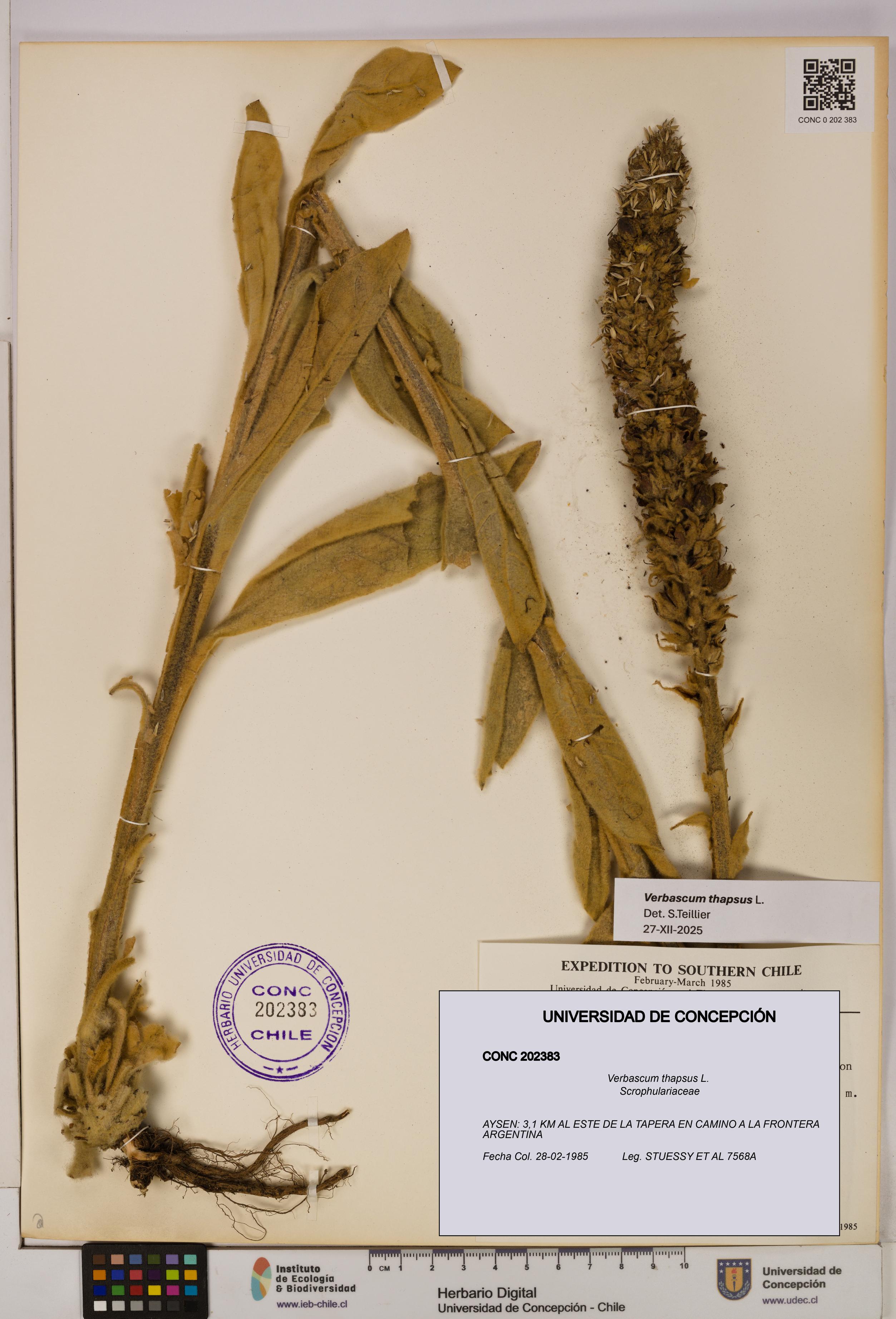 Verbascum thapsus [Espécimen: UDEC:CONC:0202383]