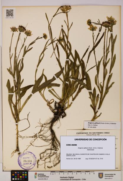 Erigeron gilliesii [Espécimen: UDEC:CONC:0202384]