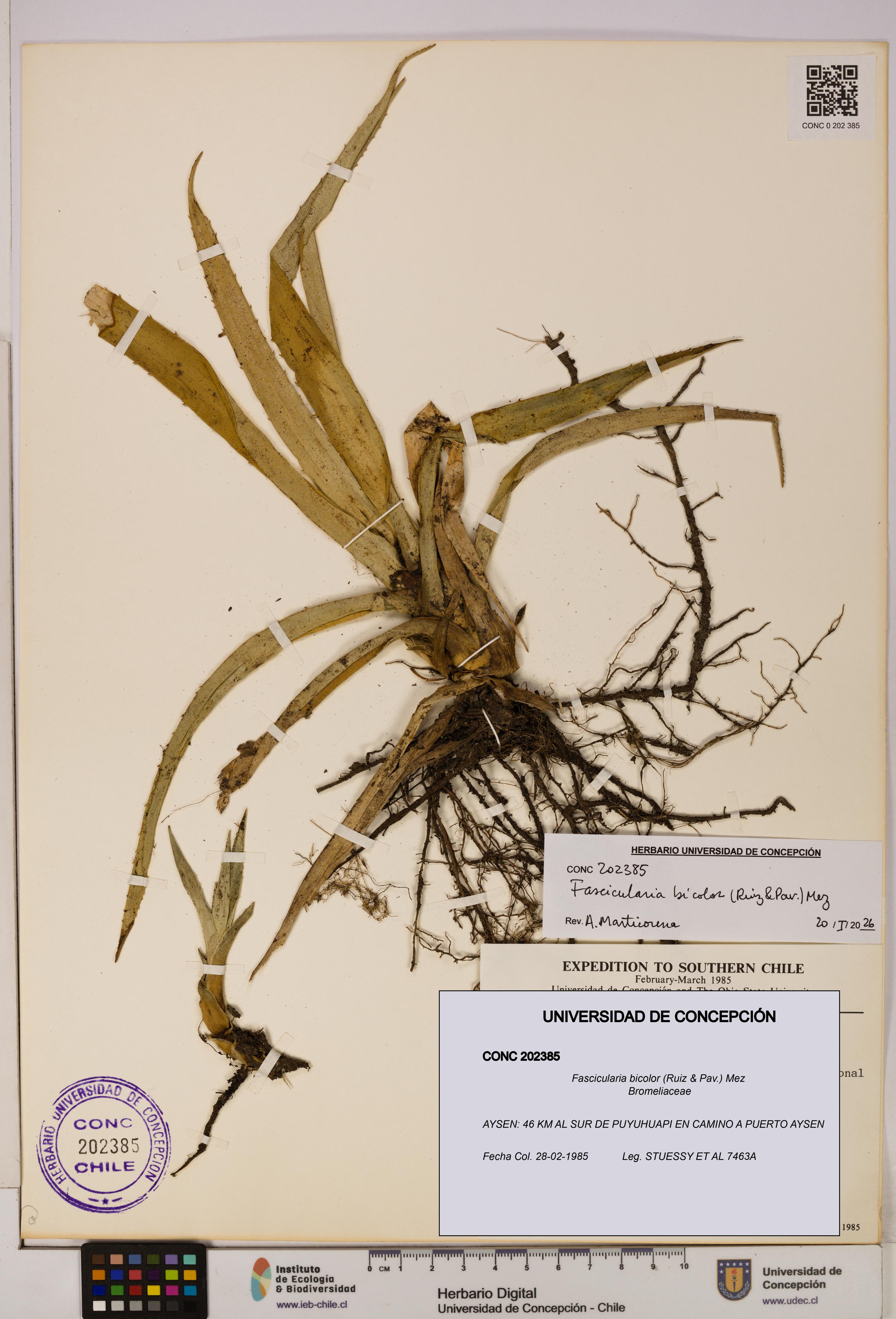 Fascicularia bicolor [Espécimen: UDEC:CONC:0202385]