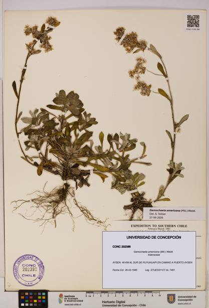 Gamochaeta americana [Espécimen: UDEC:CONC:0202386]