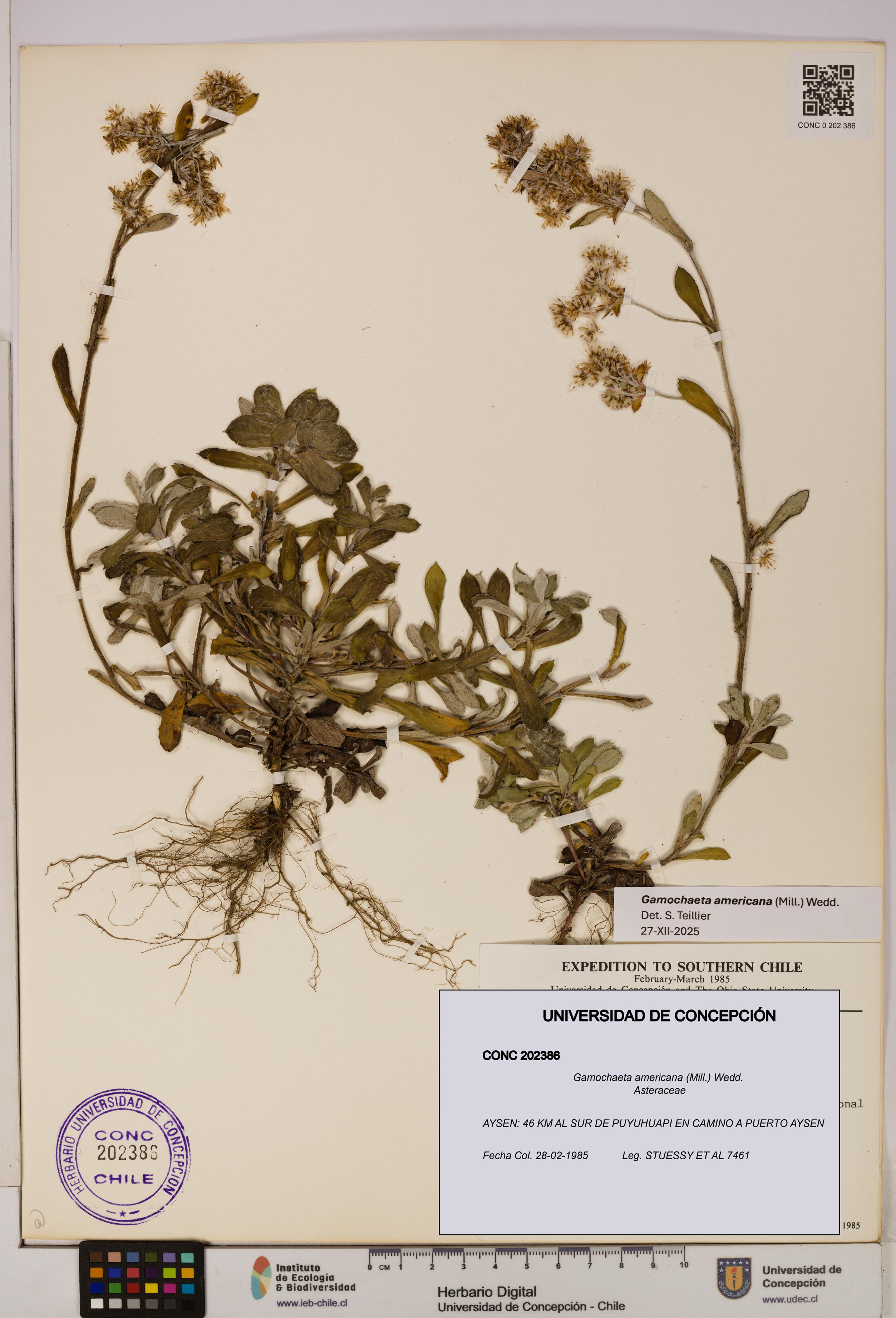 Gamochaeta americana [Espécimen: UDEC:CONC:0202386]