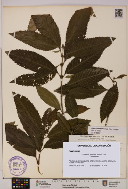 Caldcluvia paniculata [Espécimen: UDEC:CONC:0202387]
