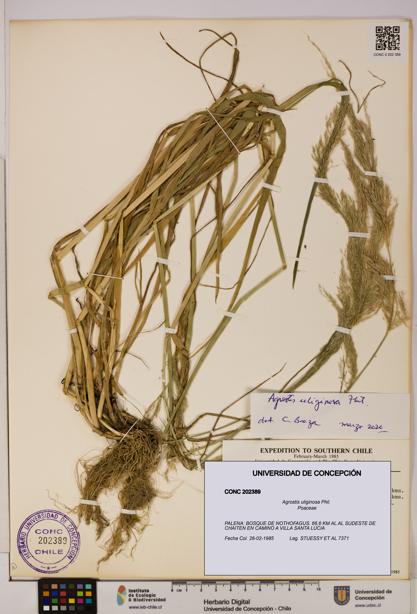 Agrostis uliginosa [Espécimen: UDEC:CONC:0202389]