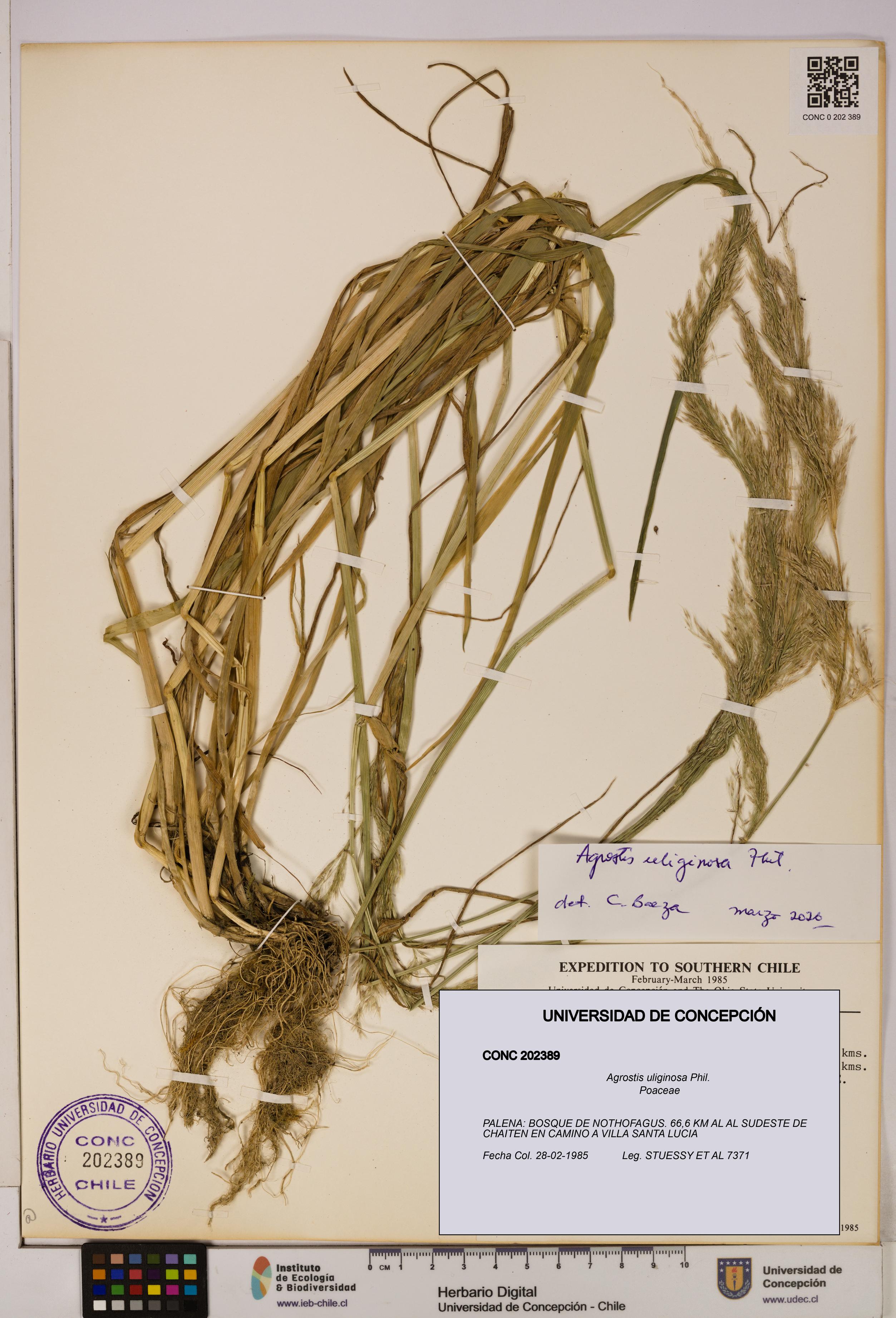Agrostis uliginosa [Espécimen: UDEC:CONC:0202389]