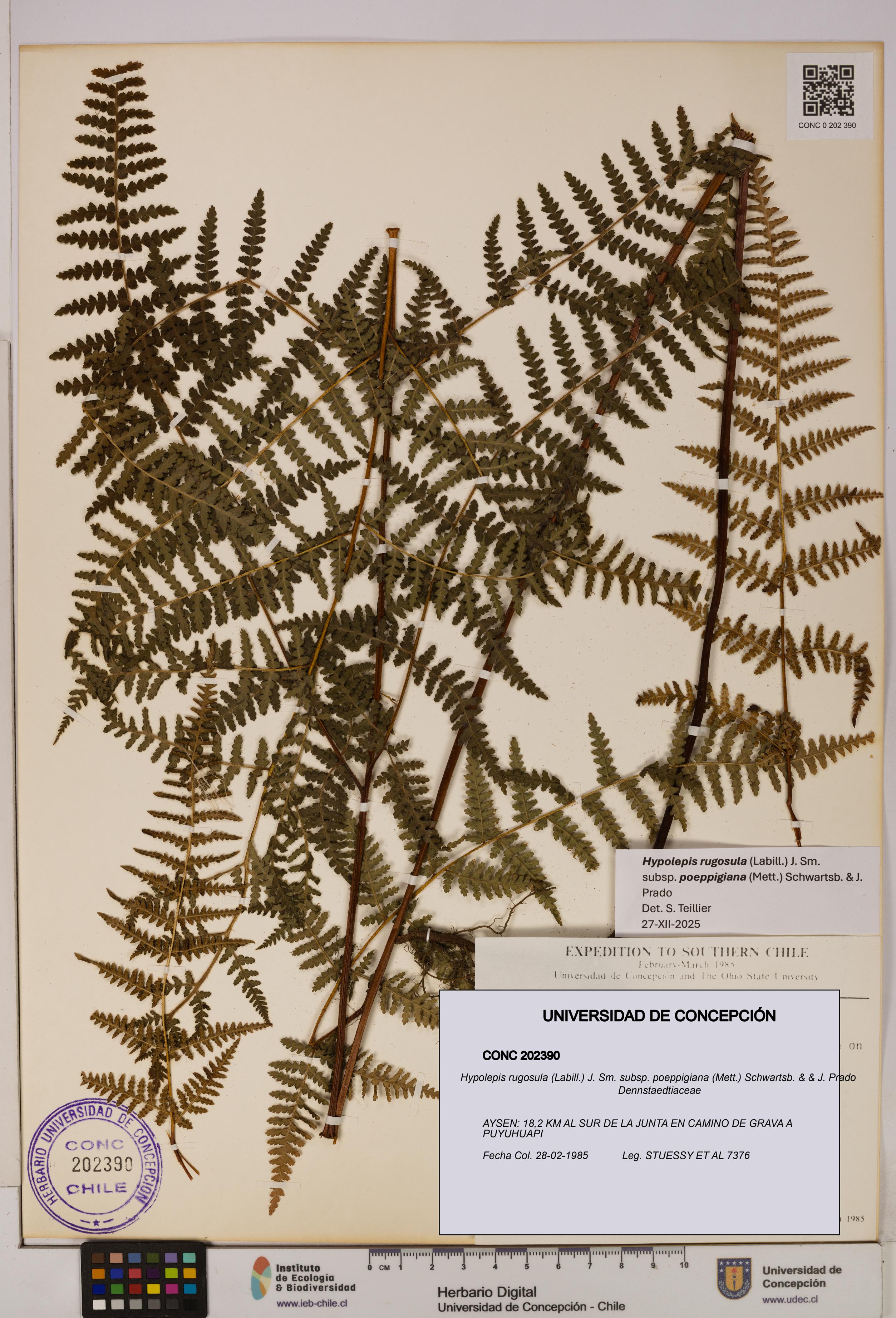 Hypolepis rugosula subsp. poeppigiana [Espécimen: UDEC:CONC:0202390]