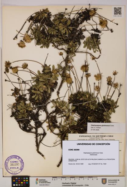 Haplopappus glutinosus [Espécimen: UDEC:CONC:0202393]