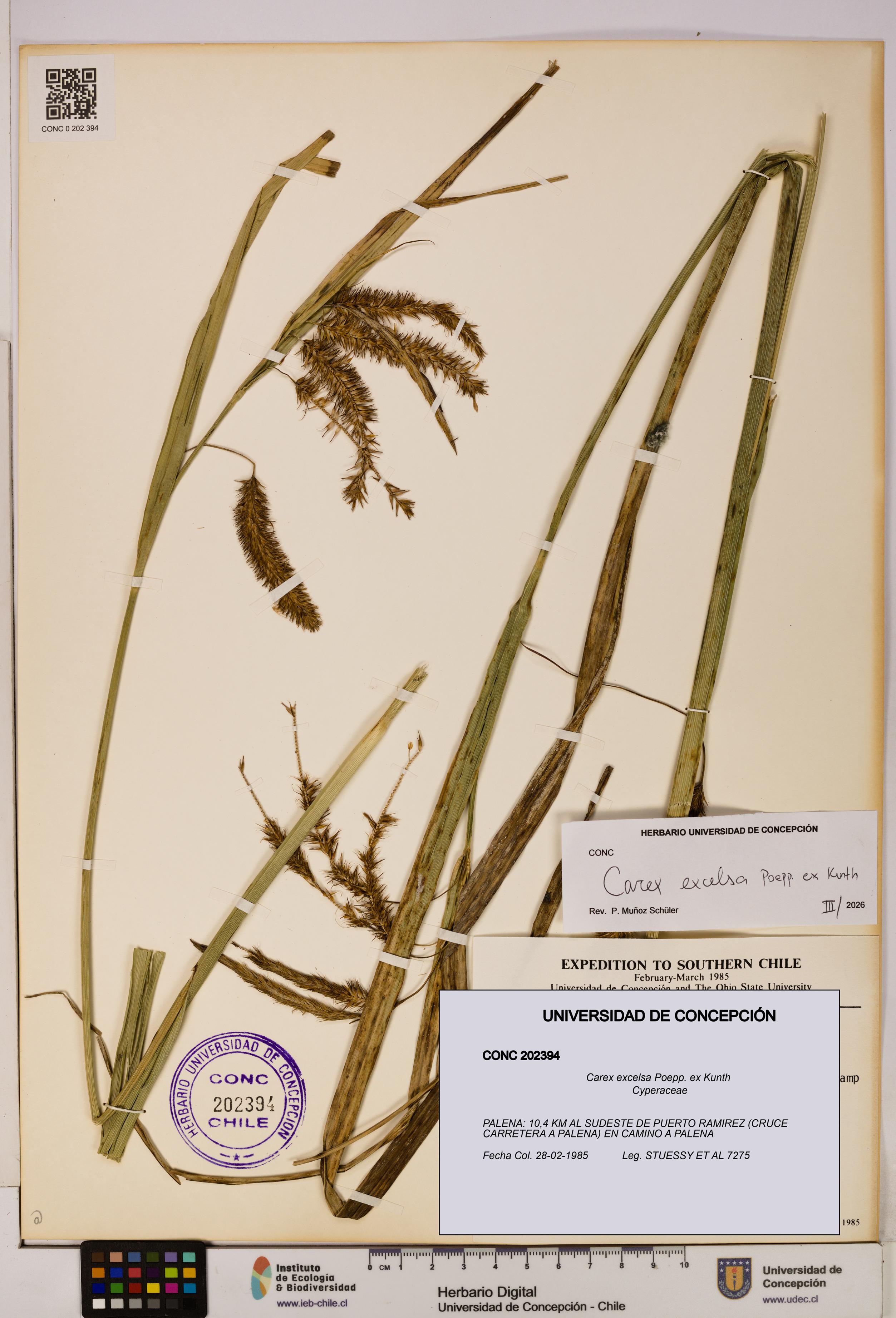Carex excelsa [Espécimen: UDEC:CONC:0202394]
