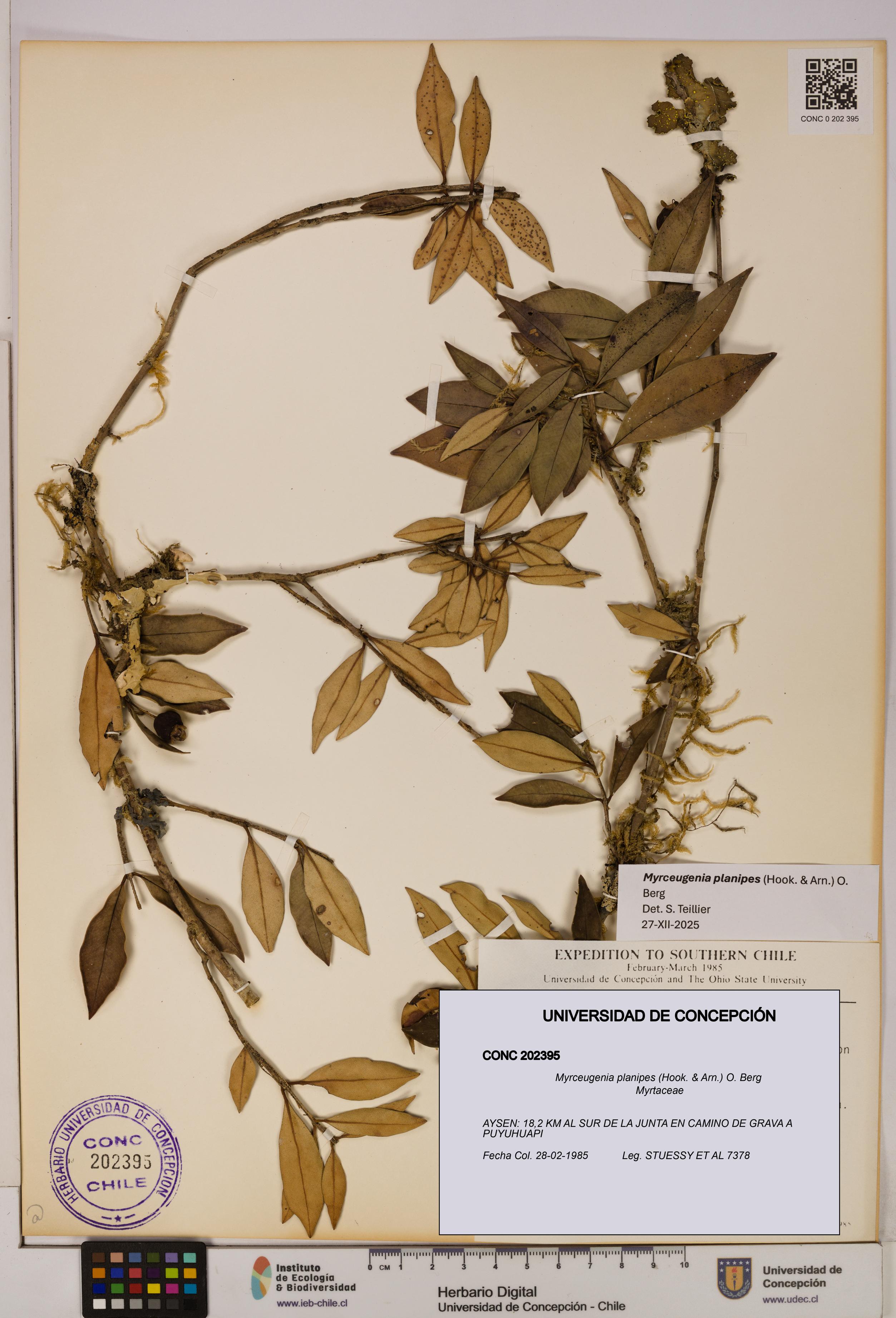 Myrceugenia planipes [Espécimen: UDEC:CONC:0202395]
