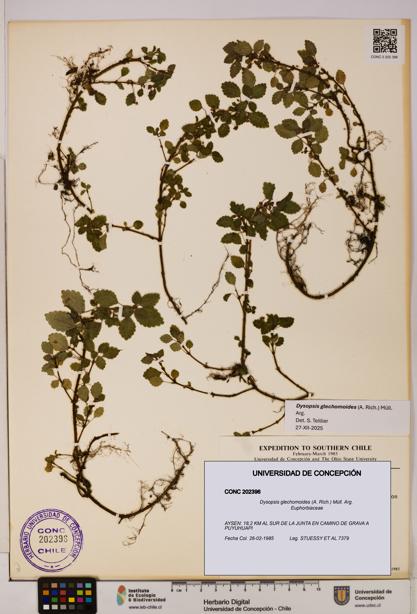 Dysopsis glechomoides [Espécimen: UDEC:CONC:0202396]