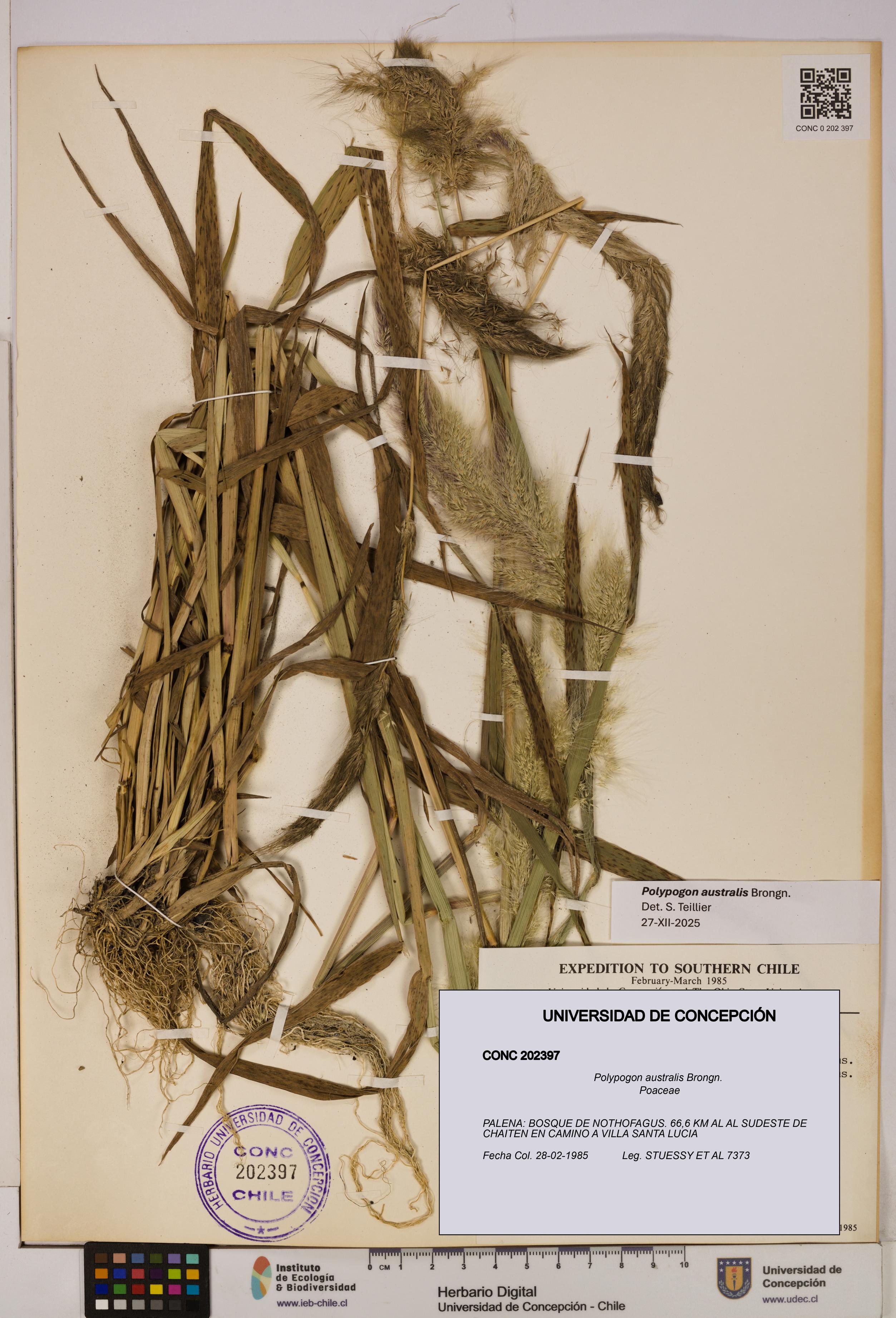 Polypogon australis [Espécimen: UDEC:CONC:0202397]