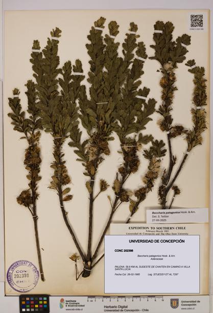 Baccharis patagonica [Espécimen: UDEC:CONC:0202398]