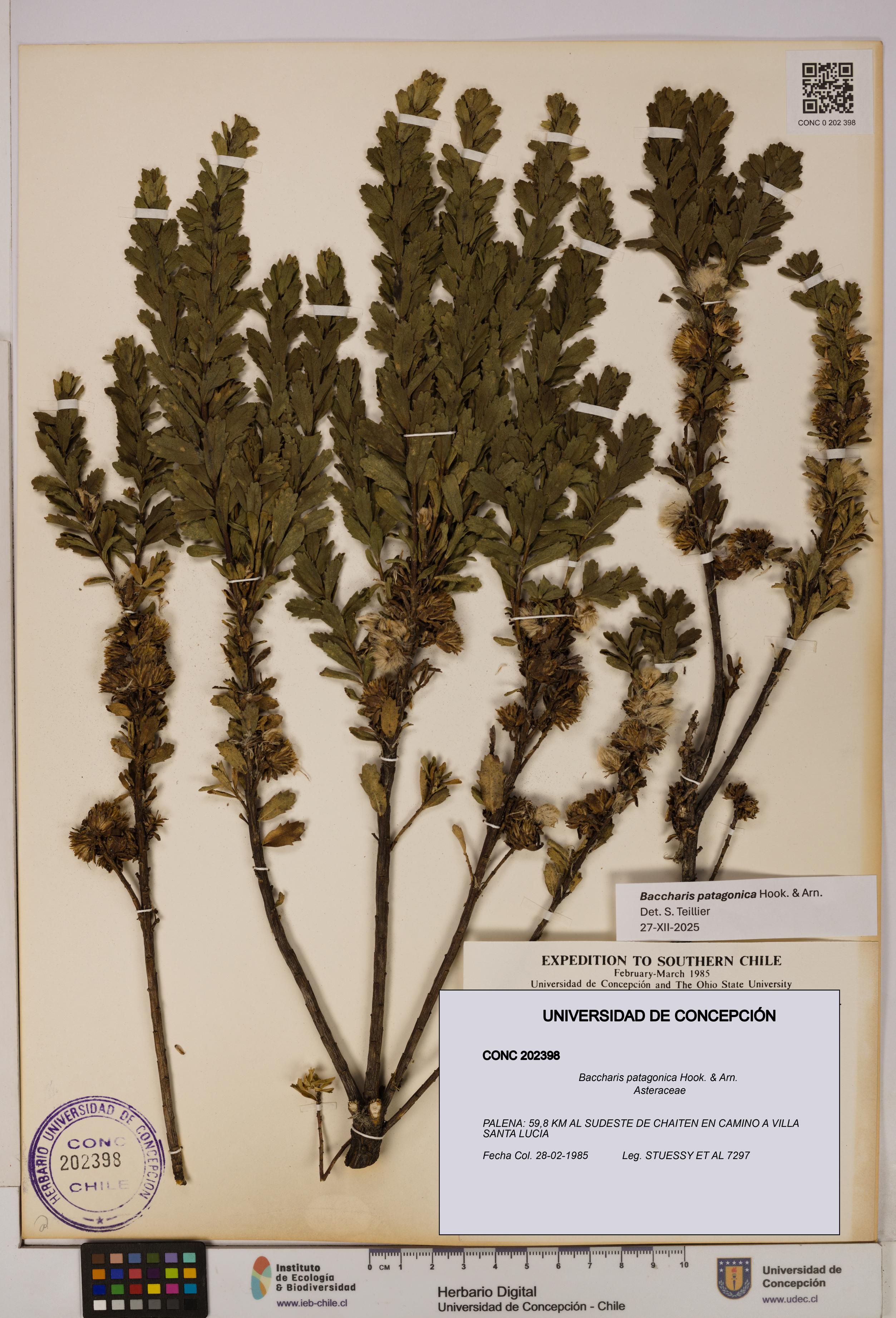 Baccharis patagonica [Espécimen: UDEC:CONC:0202398]