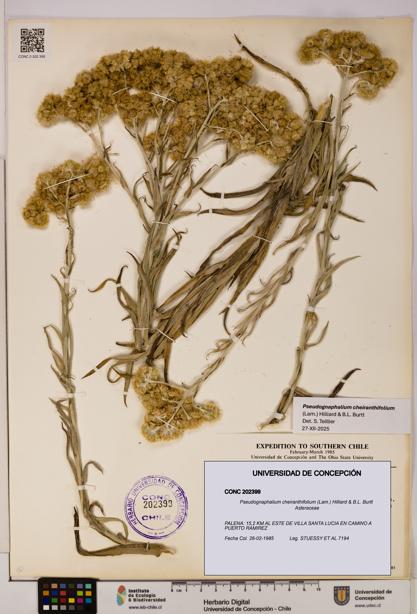 Pseudognaphalium cheiranthifolium [Espécimen: UDEC:CONC:0202399]