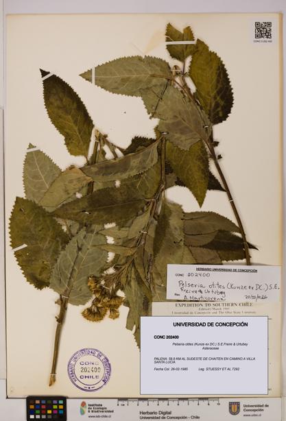 Pelseria otites [Espécimen: ]