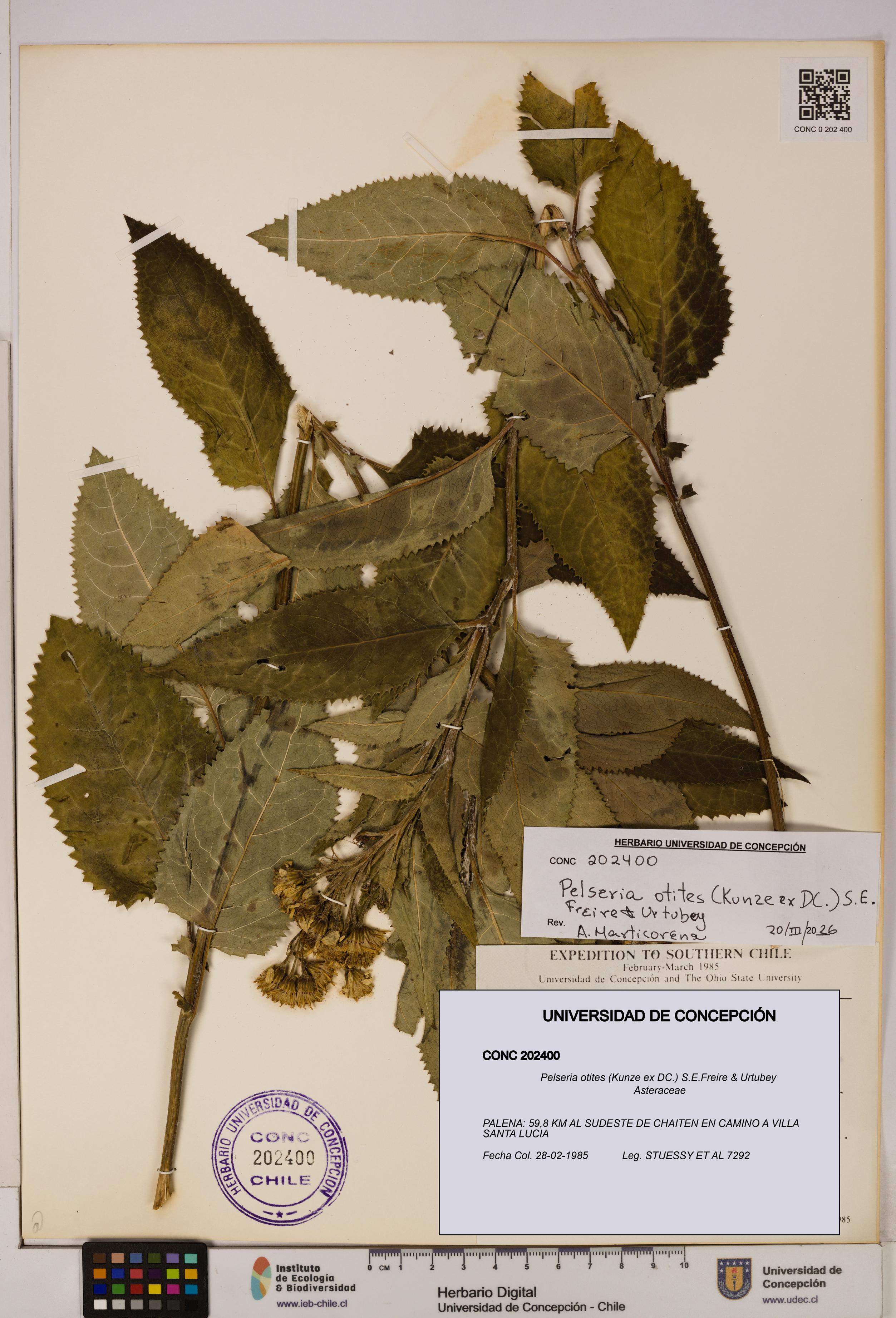 Pelseria otites [Espécimen: ]