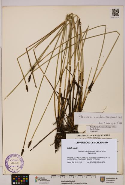 Eleocharis maculosa [Espécimen: UDEC:CONC:0202401]