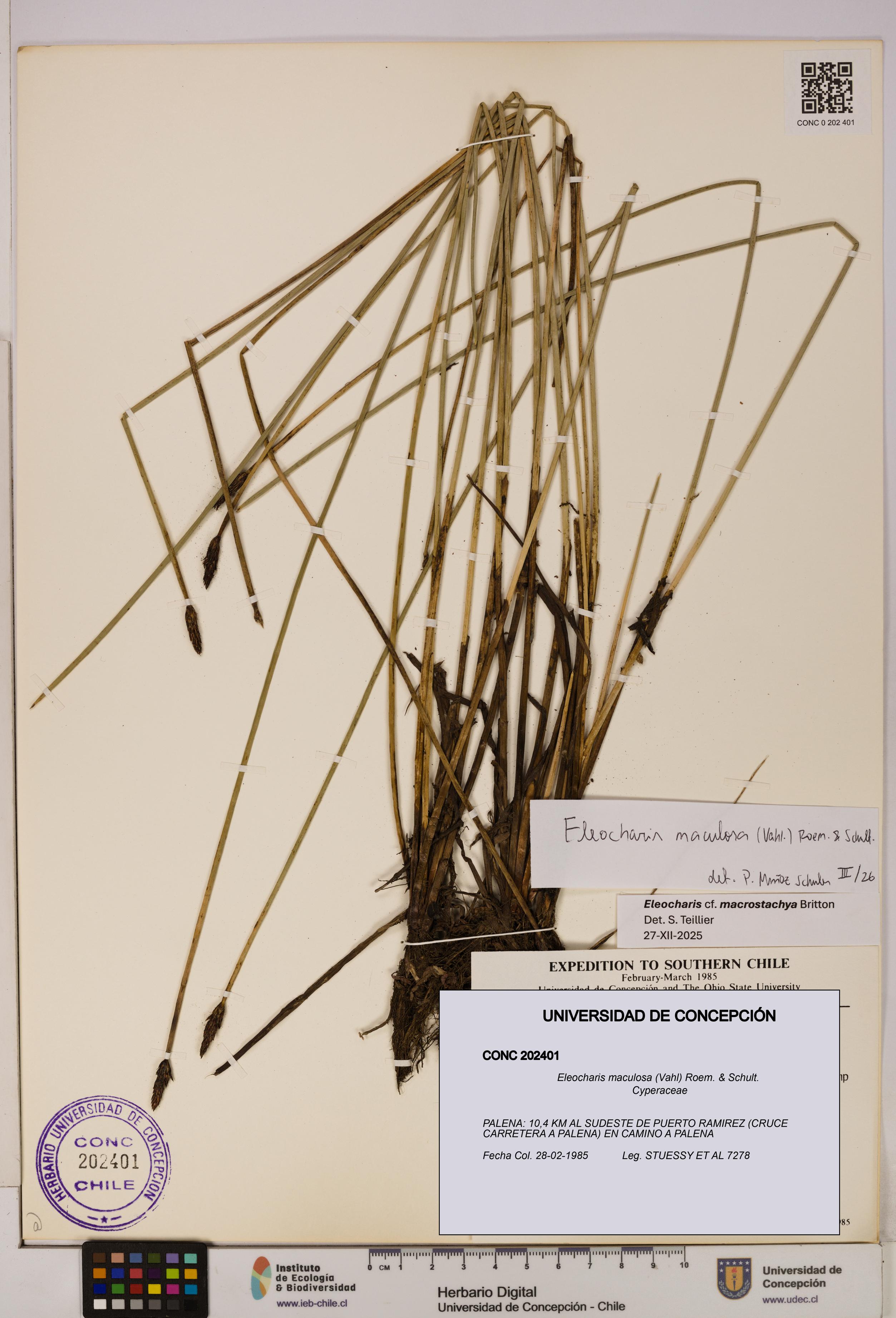 Eleocharis maculosa [Espécimen: UDEC:CONC:0202401]