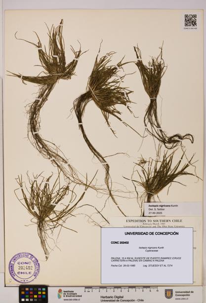 Isolepis nigricans [Espécimen: UDEC:CONC:0202402]