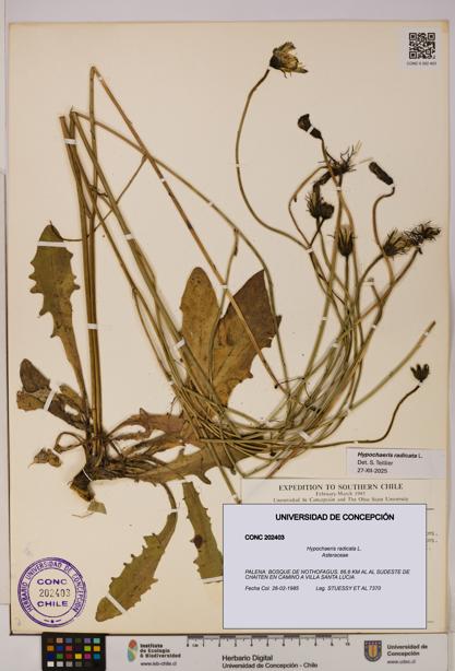 Hypochaeris radicata [Espécimen: UDEC:CONC:0202403]