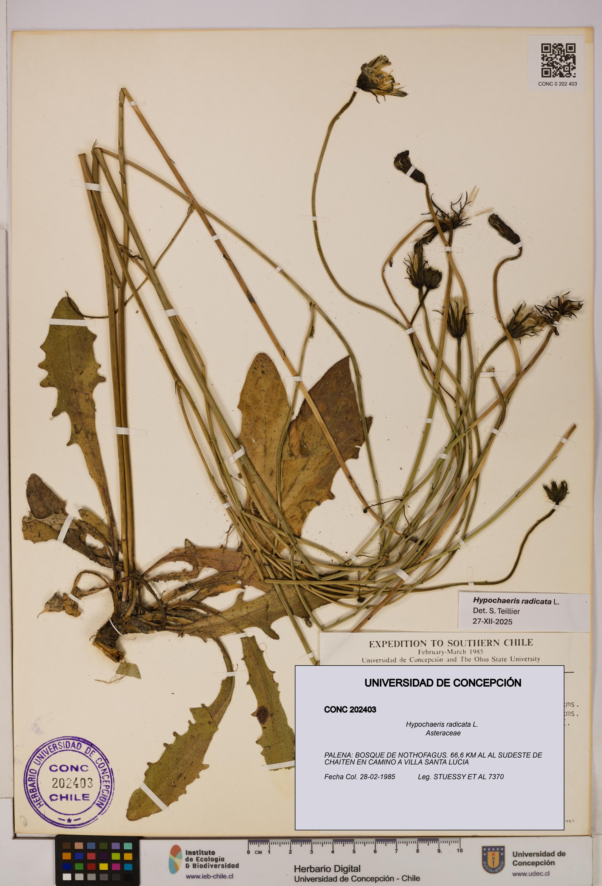 Hypochaeris radicata [Espécimen: UDEC:CONC:0202403]