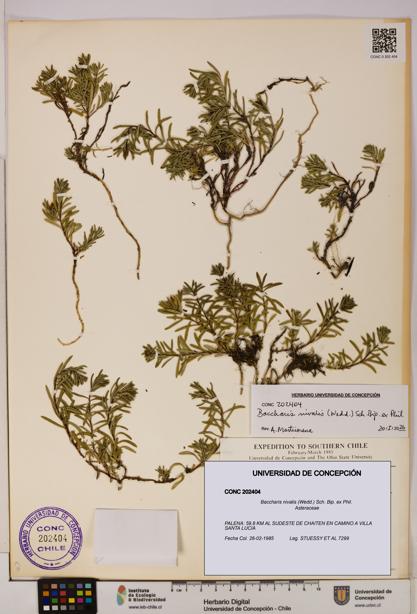 Baccharis nivalis [Espécimen: UDEC:CONC:0202404]