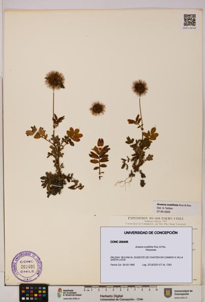 Acaena ovalifolia [Espécimen: UDEC:CONC:0202405]