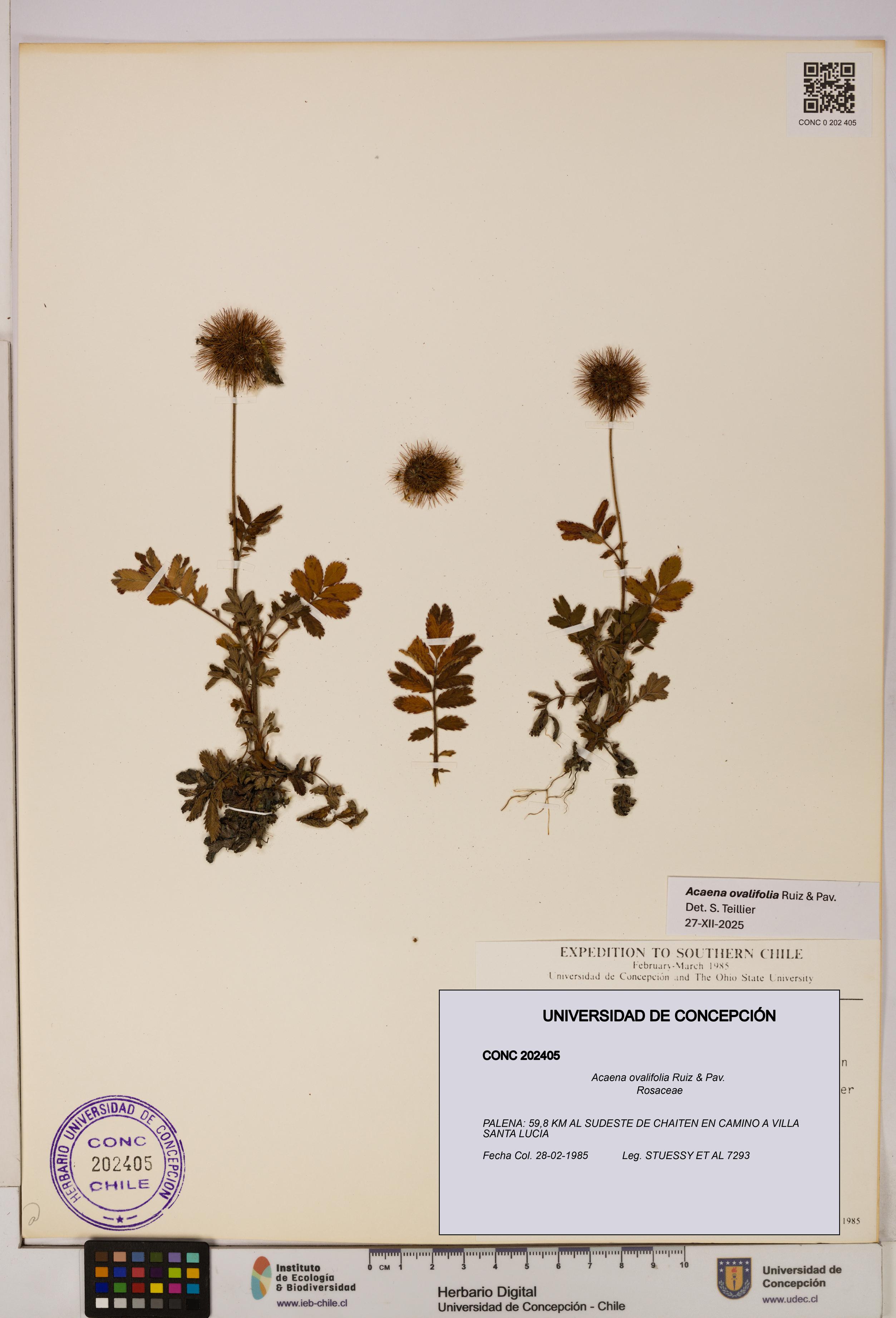Acaena ovalifolia [Espécimen: UDEC:CONC:0202405]