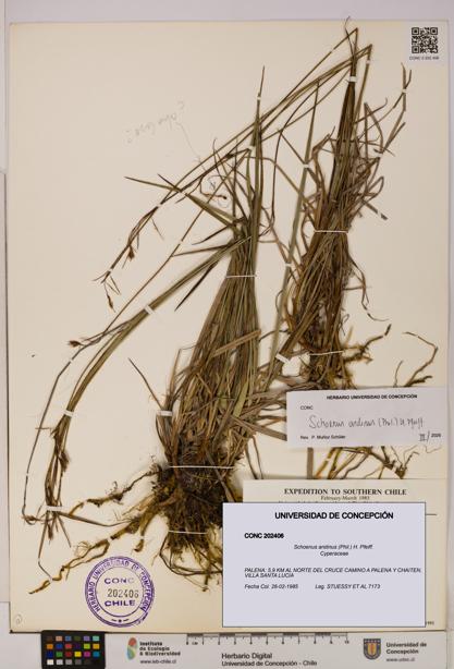 Schoenus andinus [Espécimen: UDEC:CONC:0202406]