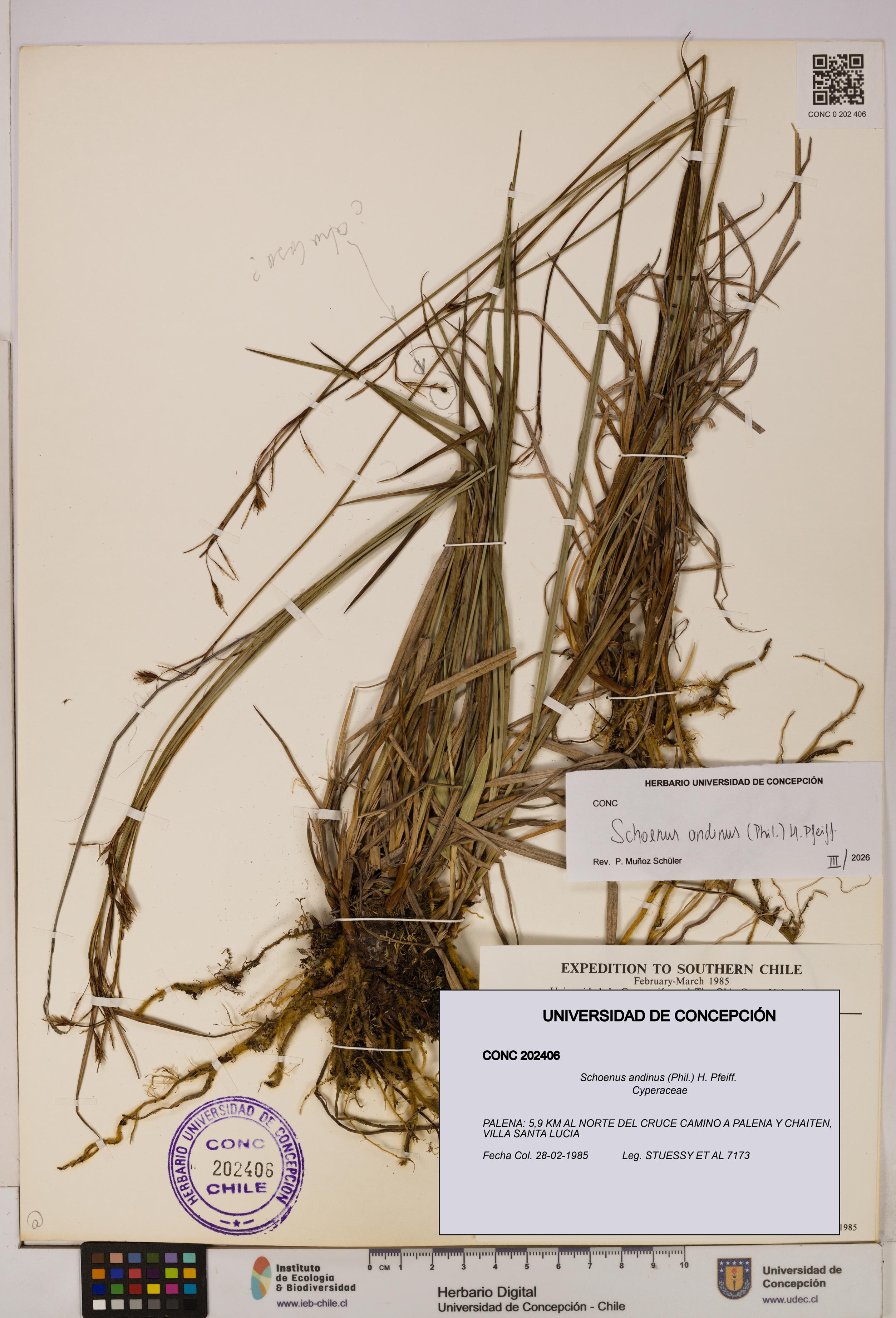 Schoenus andinus [Espécimen: UDEC:CONC:0202406]