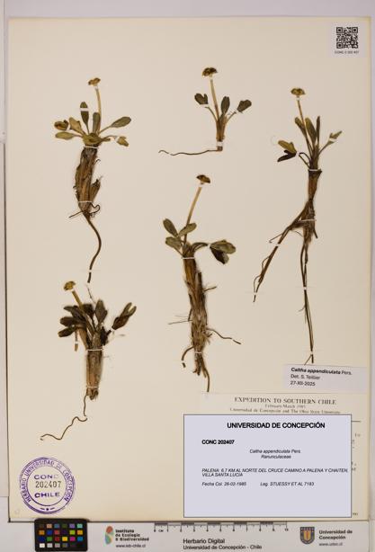 Caltha appendiculata [Espécimen: UDEC:CONC:0202407]
