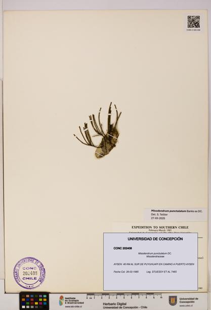 Misodendrum punctulatum [Espécimen: UDEC:CONC:0202408]