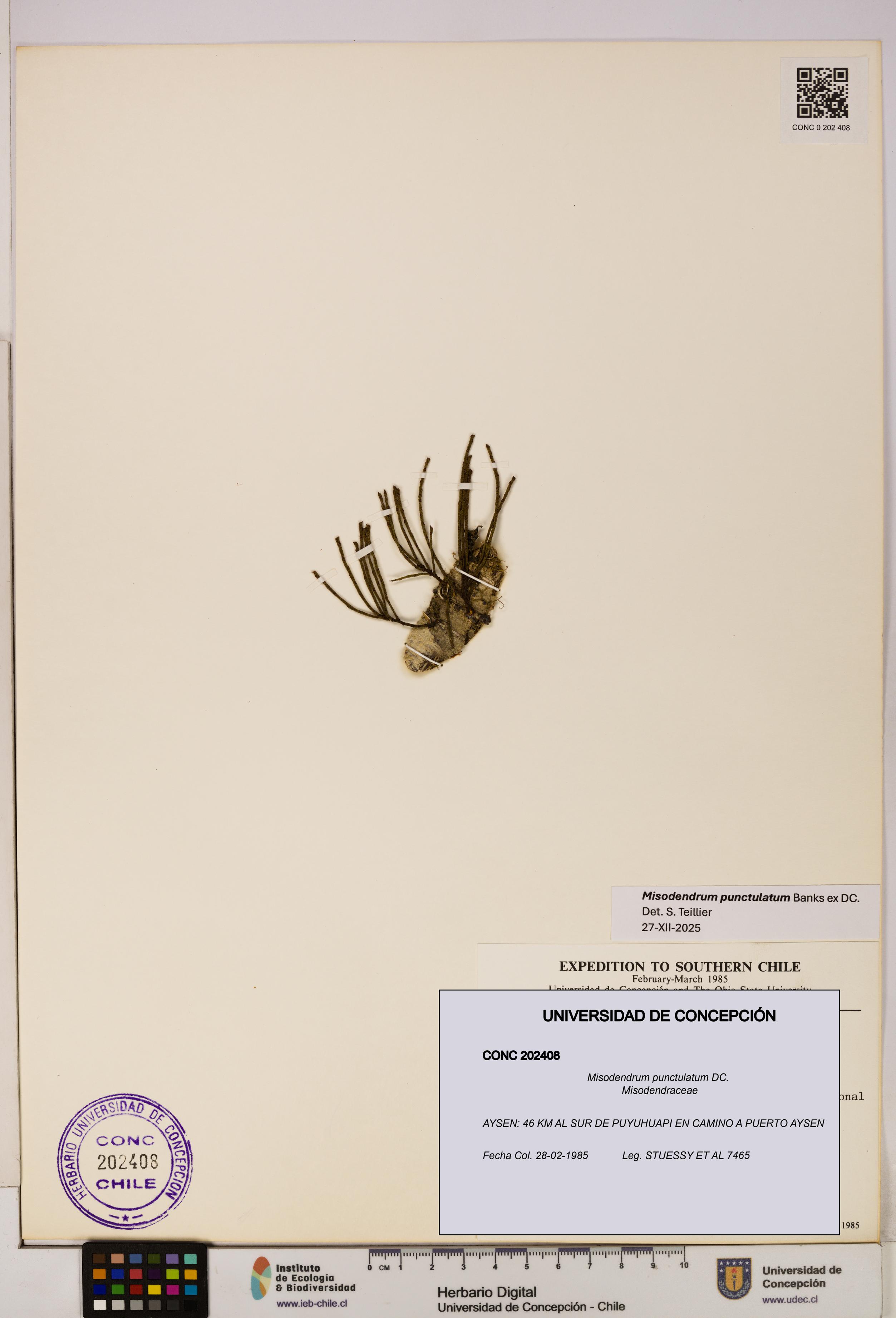 Misodendrum punctulatum [Espécimen: UDEC:CONC:0202408]