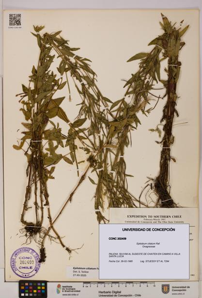 Epilobium ciliatum [Espécimen: UDEC:CONC:0202409]