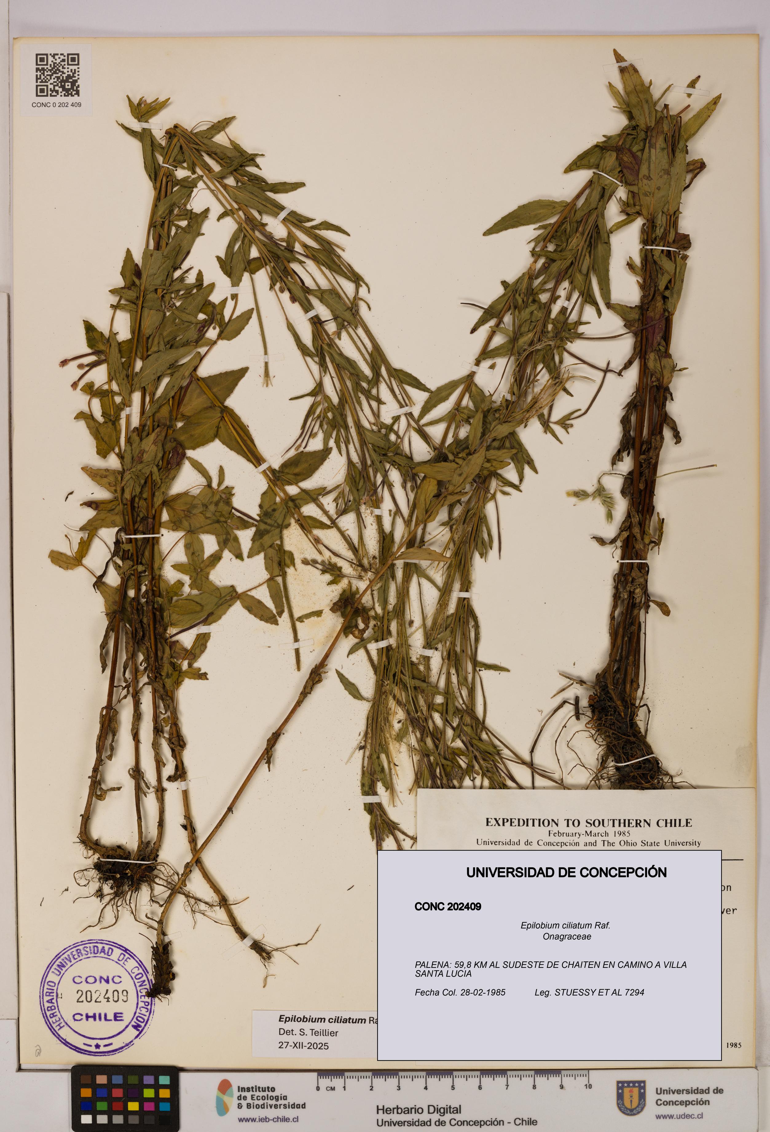 Epilobium ciliatum [Espécimen: UDEC:CONC:0202409]