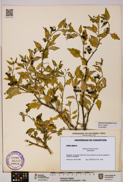 Solanum furcatum [Espécimen: UDEC:CONC:0202410]